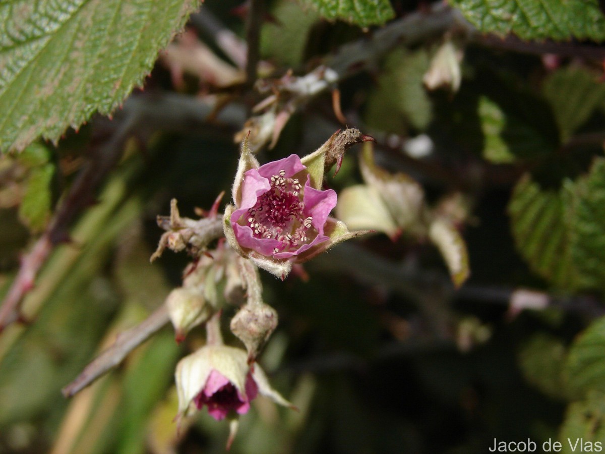 Rubus rosifolius Sm.